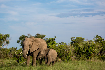 Obraz premium Kruger national park