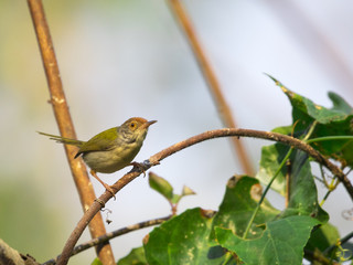 Image of bird (Common Tailorbird)   on the branch on natural background.