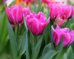 Fototapeta premium Bright pink tulips.
