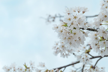 beautiful white Cherry blossom flowers tree branch in garden with nice clear blue sky. natural spring season festival background. retro vintage hipster color.