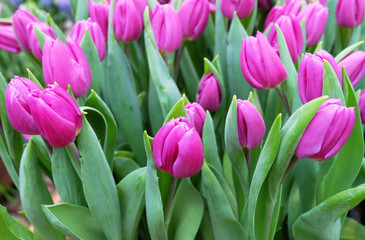 Bright pink tulips.