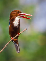 Image of bird on the branch on natural background. White-throated Kingfisher ( Halcyon smyrnensis )