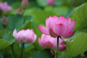 Obraz premium 蓮の花 群生