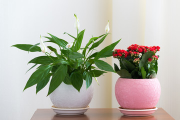 Spathiphyllum and Red Kalanchoe in interior