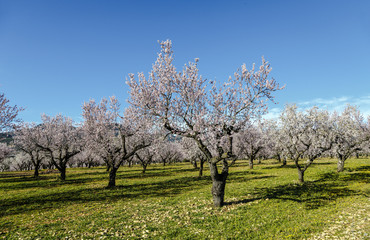 Beautiful blossoming cherry-tree garden in rural countryside