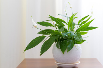 Spathiphyllum in white pot in interior