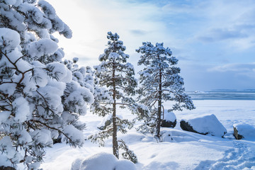 Winter landscape with snow covered pine trees