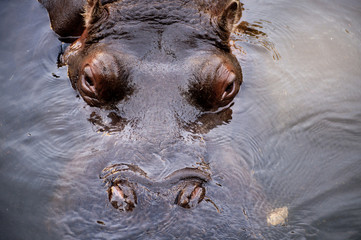 Hippo