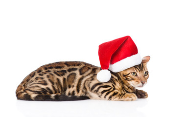 Bengal kitten in red santa hat. isolated on white background