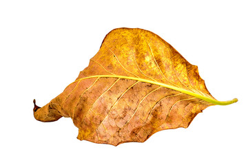 Fototapeta premium leaf isolate natural