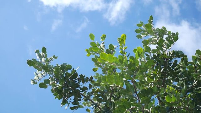 Carob tree (ceratonia siliqua) branches swaying in the wind under a sunny and blue sky