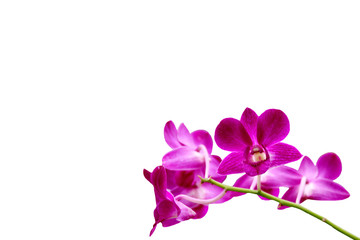 Fototapeta na wymiar Closed up Purple orchid bunch