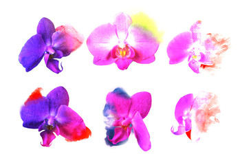 Fototapeta na wymiar Set orchid flowers. Watercolor buds with blots of paint. Expressive style. For spa salon, wedding cards, decorating holidays, anniversaries
