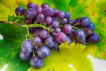 red grapes