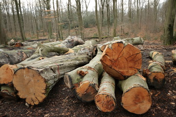 Grumes dans une for&ecirc;t