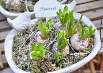 Hyacinths in a Garden