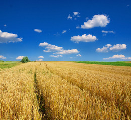 Wheat field against a blue sky
