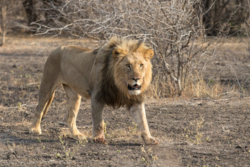 Black maned lion male