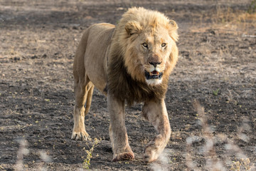 Black maned lion male