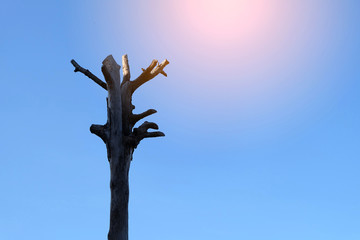Fototapeta na wymiar Dead tree on blue sky background in sunshine.