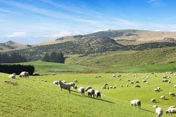 beautiful pasture with animals near hill