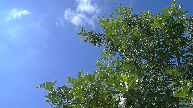 Carob tree (ceratonia siliqua) branches swaying in the wind under a sunny and blue sky