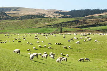 Fototapeta na wymiar beautiful pasture with animals near hill