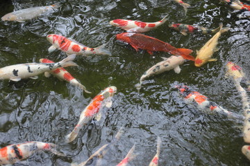 池の中を泳ぐ複数の錦鯉