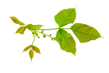 Fototapeta na wymiar green leaf isolate