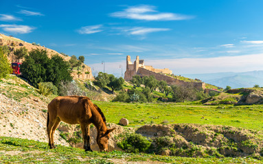 Mule on a pasture in Fes, Morocco