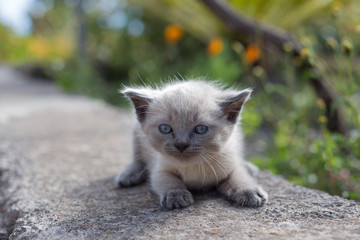 Gato siames de dos semanas enfadado