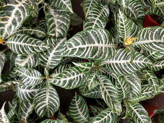 Glossy dark green with white stripes leaves of Zebra plant (Aphelandra squarrosa)