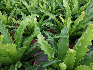 Glossy and wavy green leaves of Bird's Nest Fern