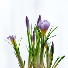 Obraz na płótnie Canvas Beautiful purple violet crocuses in pot on white background with copyspace. Spring concept. Free space for your text.