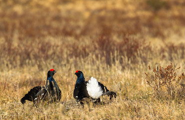 Two black grouse - Tetrao tetrix - lek in Norway