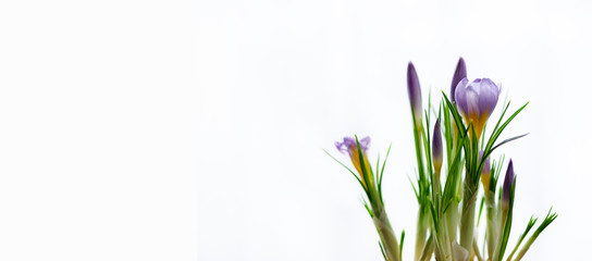 Beautiful purple violet crocuses in pot on white background with copyspace. Spring concept. Free space for your text. Banner.