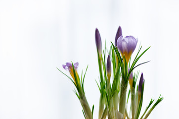 Beautiful purple violet crocuses in pot on white background with copyspace. Spring concept. Free space for your text.