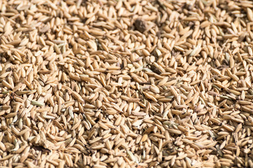 paddy rice is food source