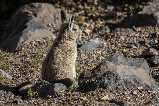 Female Northern viscacha on a rock in the sun, Colca Canyon, Peru 