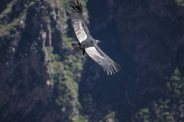 Majestic Condor andino gliding over the deep Colca Canyon at Cruz del Condor, Peru
