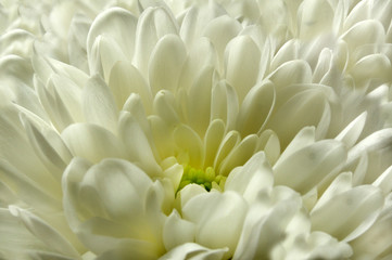 Flower chrysanthemum macro