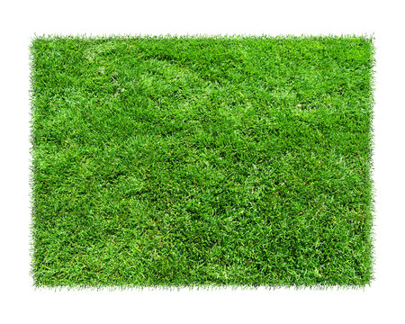 Grass is green rectangles on white background.