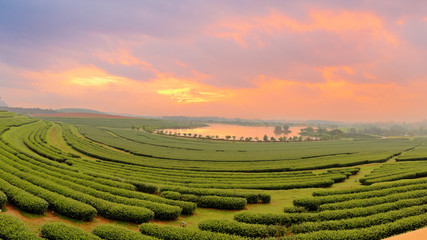 Beautiful landscape of green tea farmland in the morning with dramatic sky - obrazy, fototapety, plakaty