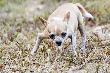 Chihuahua Dog