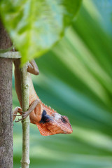 Lizard