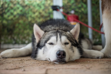 Naklejka na ściany i meble Lying on the floor of Husky