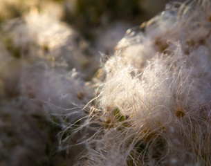 lot of lint on  tree