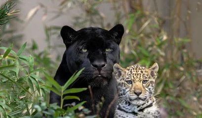 Foto auf Acrylglas Jaguars © Ronnie Howard
