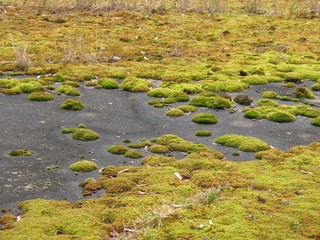 Moospolster auf dunkler Fläche in Frühjahrssonne