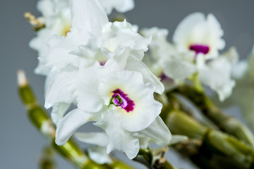 Dendrobium Orchidee blühend, halluzinogene Droge
